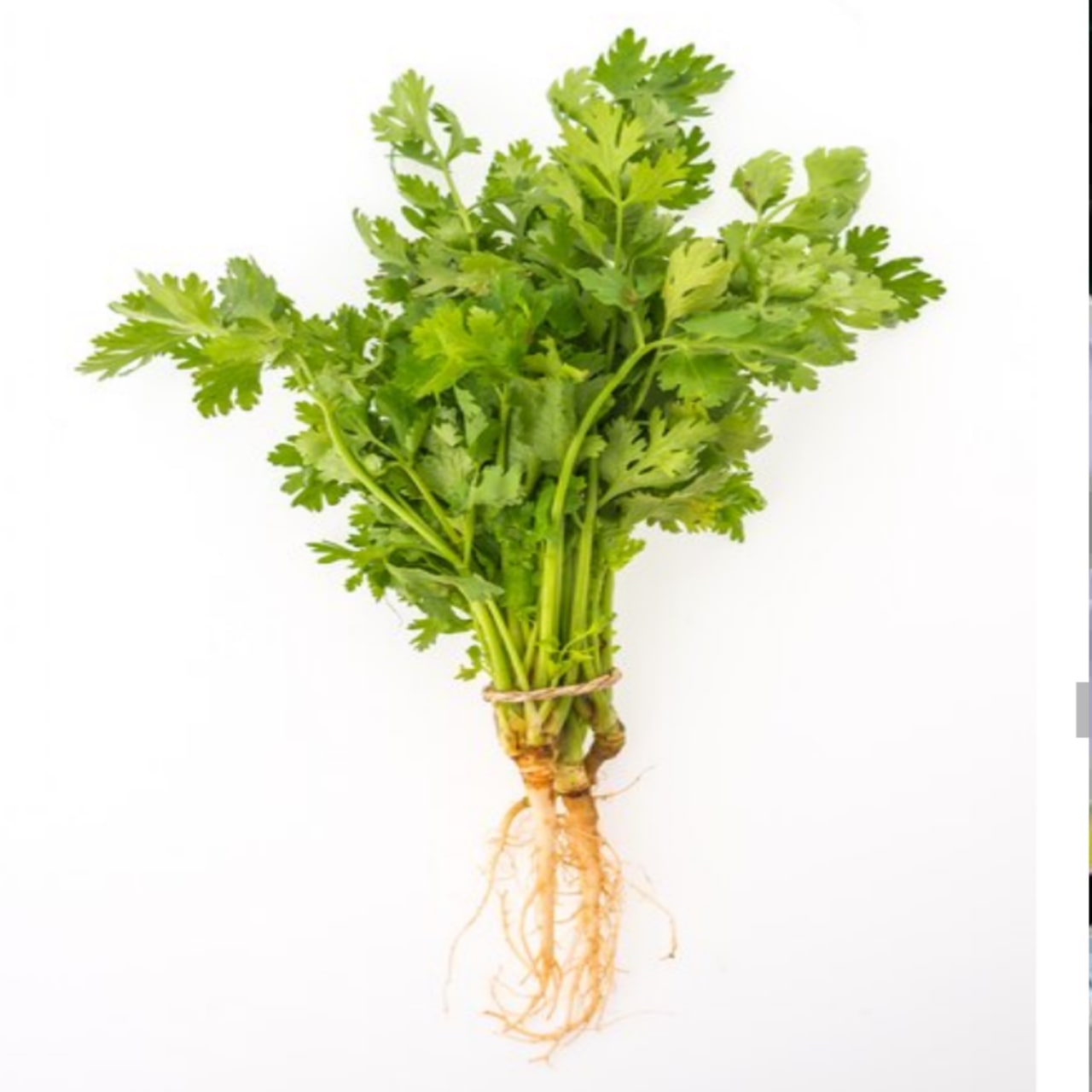 Coriander stems